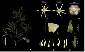 Image result for Monoon longifolium