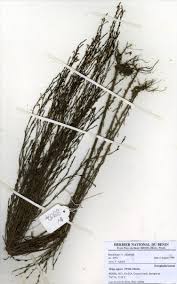 Image result for Striga aspera