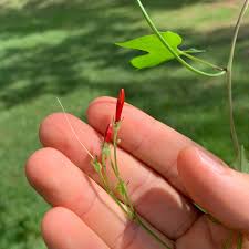 Image result for Ipomoea hederifolia