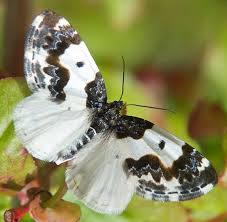 Black And White Striped Butterfly Identification Small Black And White Lep Mesoleuca Gratulata Beautiful Butterflies Butterfly Chrysalis Dragonfly Insect