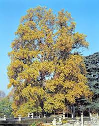 Image result for Liriodendron
