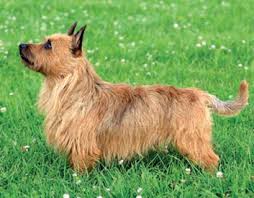 Find your perfect puppy here today. Canadian Dogs Australian Terrier Puppies Breeders Canada