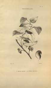 Image result for Triclisia