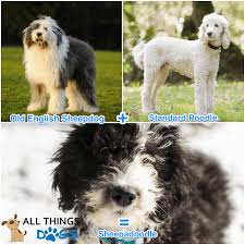 How much does it cost to get. Sheepadoodle What It S Like To Own A Sheepdog Poodle Mix All Things Dogs All Things Dogs