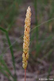 Image result for Koeleria