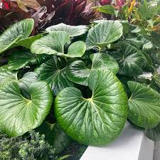 Image result for Farfugium japonicum