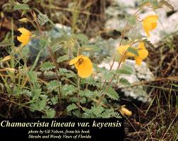 Image result for Chamaecrista paralias