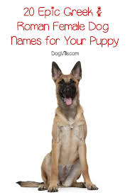 Pin On Dogs