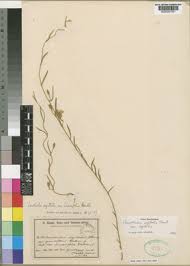 Image result for Convolvulus aschersonii