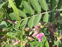 Image result for Tephrosia paniculata