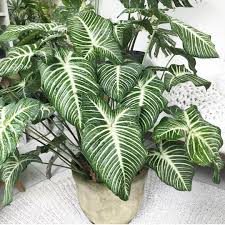 Caladium Lindenii Magnificum Plants Caladium Plant Leaves