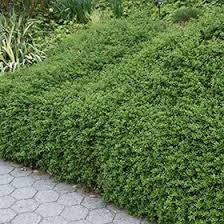 Image result for Jasminum nudiflorum