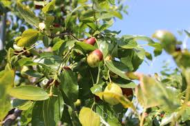 Chamoe: A must-eat summer melon, Korean yellow melon · bburi kitchen