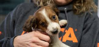 What does paws do in columbus, oh? Opportunities At The Cruelty Recovery Center Ohio Aspca