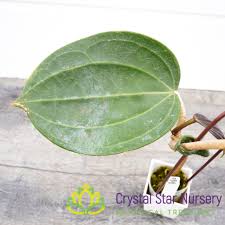 Image result for Hilleria latifolia