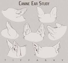 Canine Ear Study Tutorial Canine Drawing Animal Drawings Animal Sketches