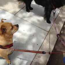 Your canine friend can run off leash and play with other dogs on. Moon Doggy S Dog Wash Downtown Santa Monica 1838 Lincoln Blvd