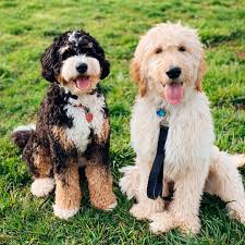 Browse bernedoodle puppies for sale from 5 star breeders with uptown puppies. Hoosier Canines Bernedoodle And Goldendoodle Puppies In Indiana