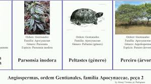 Image result for Stenostelma capense