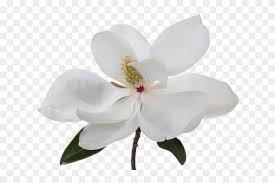 The Statements Made Herein Have Not Been Evaluated Southern Magnolia Free Transparent Png Clipart Images Download All png & cliparts images on nicepng are best quality. been evaluated southern magnolia