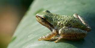 All About Amphibians Burke Museum