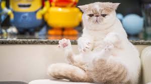 Berbulu pendek tetapi menggumpal kaya kapas. 14 Gambar Kucing Exotic Shorthair Rudi Gambar