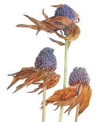 Image result for Eriolaena rulkensii