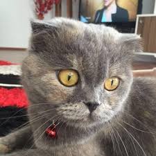 Petsahiplen Adli Kullanicinin Kediler Panosundaki Pin Scottish Fold Kedi