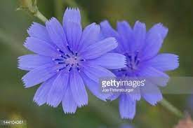 Chicory Flower