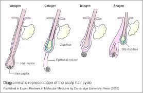 Telogen is the resting phase in the hair growth cycle when the hair follicle is completely inactive. Diagrammatic Representation Of The Scalp Hair Cycle A During The Download Scientific Diagram