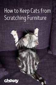 How To Keep Cats From Scratching Furniture Cat Deterrent Cat Parenting Pet Training