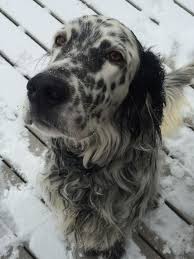 Black And White English Setter Brady The English Setter What A Handsome Blue Belton With His Black And White Coat Setter Anglais Photographie Chien