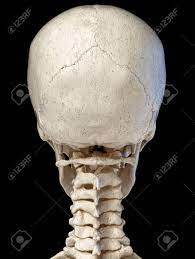 But an animal's skull evolves to suit its diet as well. Human Head Skull Anatomy 3d Illustration Rear View On Black Background Stock Photo Picture And Royalty Free Image Image 130367646