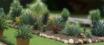 Yucca Agave Plants Landscaping Garden Design Ideas Succulents Agave Plant Plants Succulent Garden Landscape