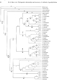Image result for Zygophyllum leucocladum
