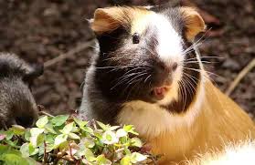 Epingle Sur Mon Animal Et Moi