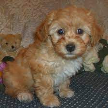 Find havapoo puppies on www.petzlover.com. Visit Our Havapoo Puppies For Sale Near Hollywood Florida