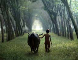 Koleksi berbagai gambar kubus indonesia memiliki keindahan alam tidak. 23 Gambar Pemandangan Alam Pedesaan Indonesia Pemandangan Indah Sekali