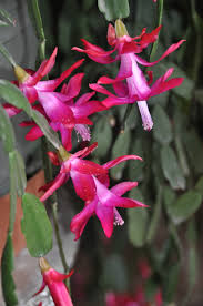 Choose your favorite christmas cactus designs and purchase them as wall art, home decor, phone cases, tote bags, and more! Gardening Caring For Christmas Cacti To Bloom In Time For Holidays The Spokesman Review