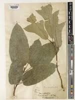 Image result for Ficus variifolia
