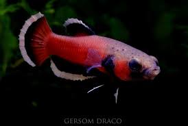 Betta Albimarginata Betta Cool Fish Tropical Fish