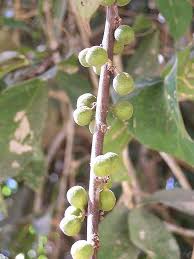 Image result for Peraceae