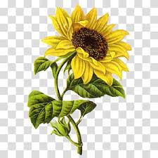 Rndom Yellow Sunflower Art Transparent Background Png Clipart Hiclipart Homepage of the company, sunflower aesthetic. rndom yellow sunflower art transparent