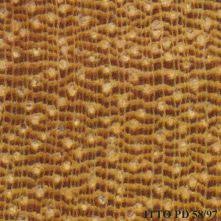 Image result for Berlinia