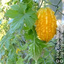 Image result for Momordica balsamina