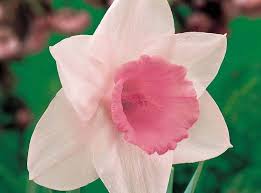 Be sure to use either a bloom boo. Top Ten Tips For Growing Daffodils