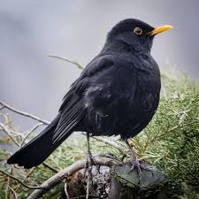 Black Birds You Can Have As Pets You Can Make Life Much Easier For Blackbirds By Mulching Your Flower Beds With Leaf Litter Keeping Your Lawn Mown Planting Fruit Pet Birds Birds Animals Beautiful