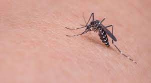 Image result for mosquito bite