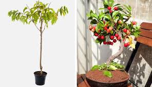 How to grow orange trees from seeds or saplings. 8 Fruit Trees You Can Grow From The Seeds And Pits Of Your Own Fruit