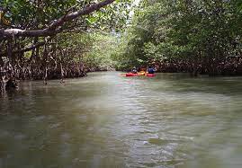 Plantlife the oleta river winds through oleta river state park and offers beautiful canoe/kayak experiences in dense mangrove forests. Paddling Miami Florida Hikes